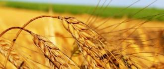 Пшеница и крупы из пшеницы
